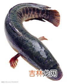 乌鱼子的乌鱼是什么鱼,乌鱼子的乌鱼是梭鱼吗