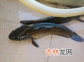 乌鱼子的乌鱼是什么鱼,乌鱼子的乌鱼是梭鱼吗