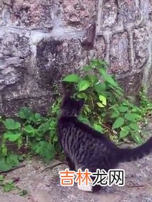 老鼠能爬墙吗,老鼠会不会爬墙？