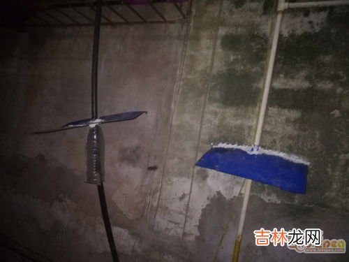 老鼠能爬墙吗,老鼠会不会爬墙？