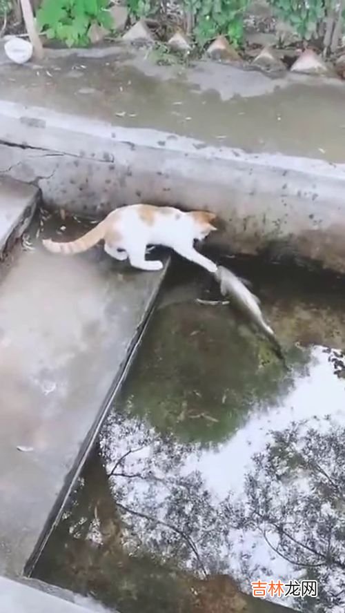 老鼠能爬墙吗,老鼠会不会爬墙？