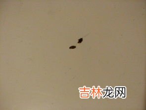 家里为什么那么多蚂蚁,为什么有那么多蚂蚁？