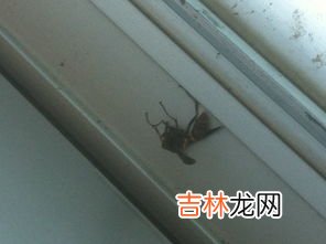 家里为什么那么多蚂蚁,为什么有那么多蚂蚁？