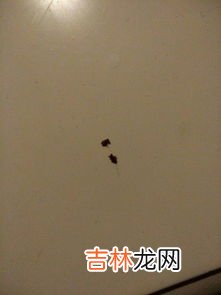 家里为什么那么多蚂蚁,为什么有那么多蚂蚁？