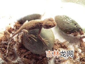 蜥蜴吃什么,蜥蜴吃什么