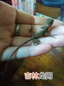 蜥蜴吃什么,蜥蜴吃什么