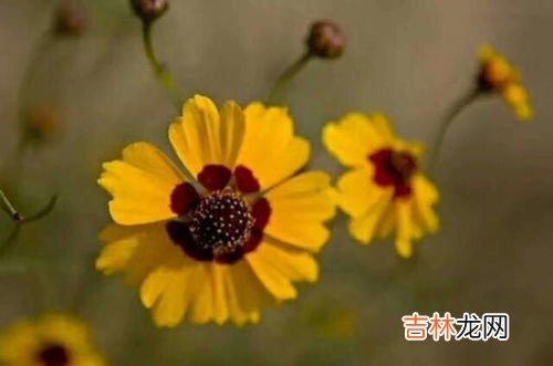 昆仑胎菊的功效与作用及禁忌,胎菊花茶的功效与作用及禁忌