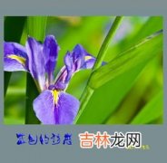 蓝色鸢尾花的花语,蓝色鸢尾的花语是什么？