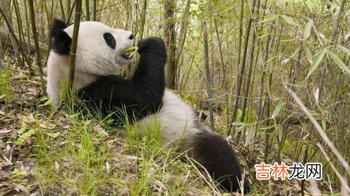 大熊猫吃什么食物,大熊猫吃什么东西 大熊猫吃什么食物