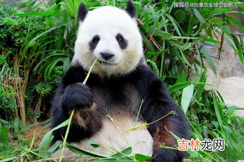 大熊猫吃什么食物,大熊猫吃什么东西 大熊猫吃什么食物