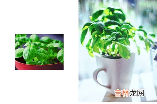可以驱蚊的植物,驱蚊的植物有哪些