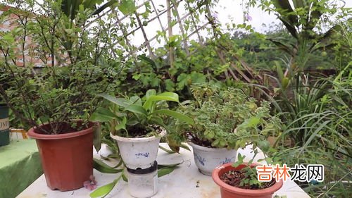 可以驱蚊的植物,驱蚊的植物有哪些