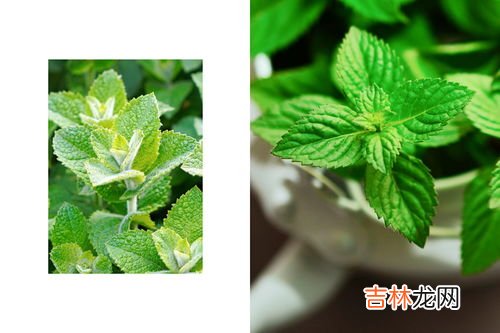 可以驱蚊的植物,驱蚊的植物有哪些