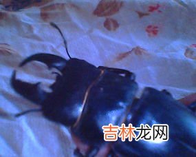 蜈蚣的生活环境和特点,蜈蚣的生活环境和特点