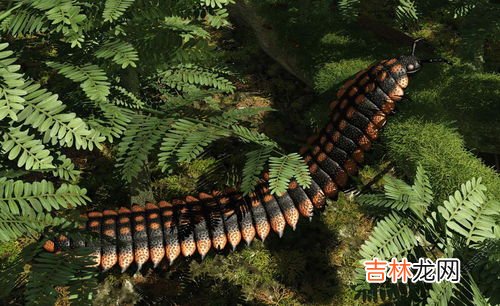 蜈蚣的生活环境和特点,蜈蚣的生活环境和特点