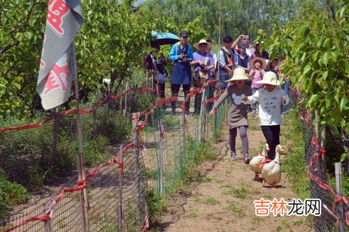 四个季节主要农事活动是什么,四个季节主要农事活动