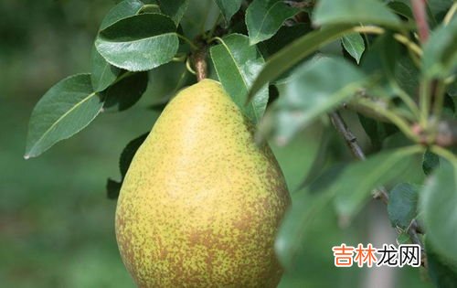 打箱20斤水果能带上飞机吗,坐飞机能带水果嘛 成箱水果可以带上飞机吗