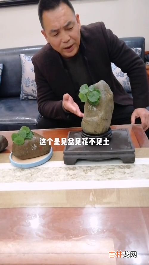 哪些花盆里能放石子,花盆里能放工地上的沙和石子吗?