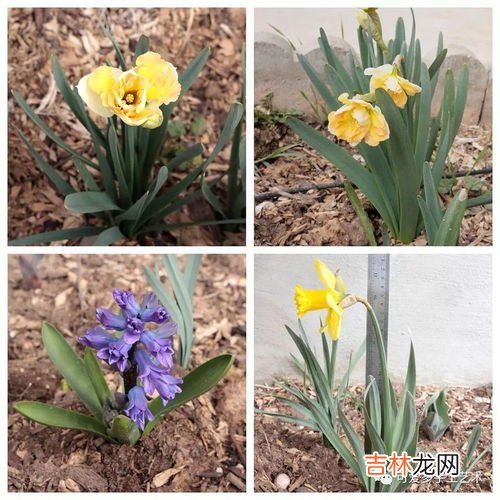 哪些花盆里能放石子,花盆里能放工地上的沙和石子吗?