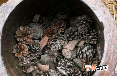 哪些花盆里能放石子,花盆里能放工地上的沙和石子吗?