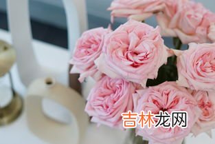 荔枝玫瑰花花语,荔枝玫瑰花语是什么意思