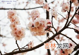 梨花什么时候开,梨花什么时候开？