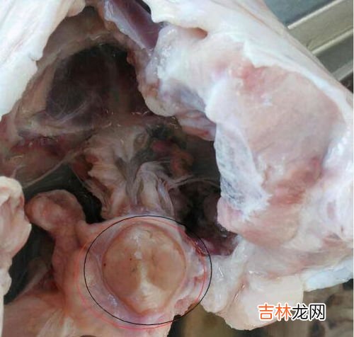 鱼腥线有几根两侧各一根吗,鱼腥线是一根还是两根？