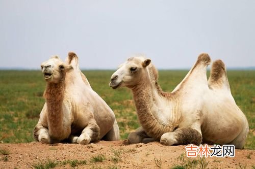骆驼喜欢吃什么,骆驼吃什么食物呢