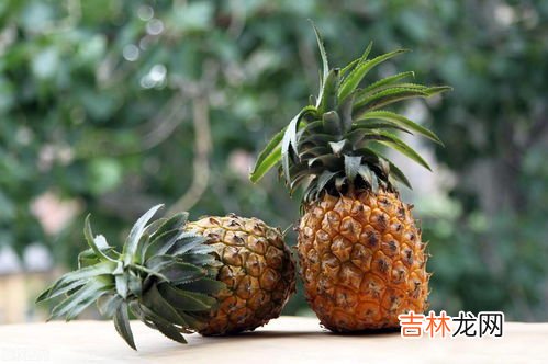水菠萝和菠萝的区别,菠萝和凤梨的区别是什么?