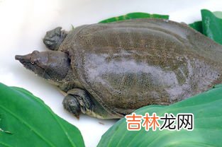 甲鱼适合什么人群吃,甲鱼真的有补肾的作用吗?男性吃甲鱼比较好还是女性好呢?