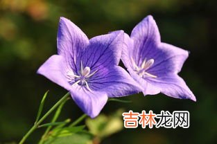 桔梗的禁忌,绿色洋桔梗的禁忌