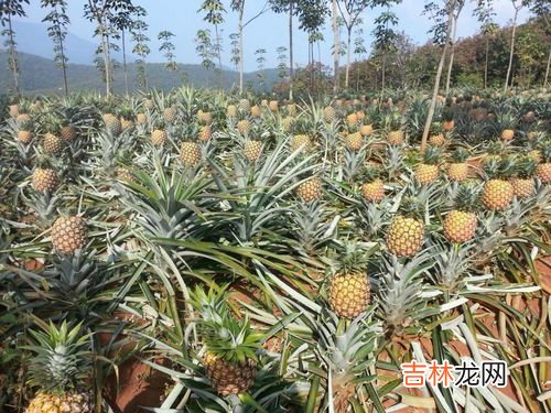 菠萝中间能不能吃,菠萝芯可以吃么