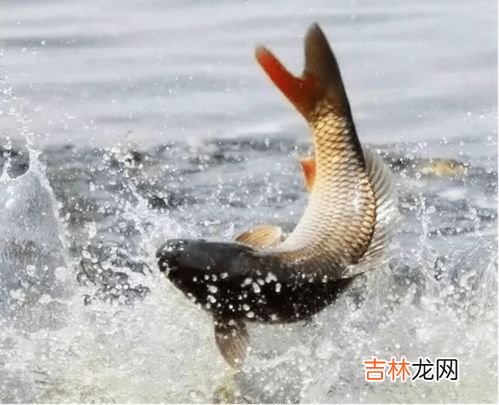 鱼扣是什么部位,鱼身上的鱼扣有什么作用