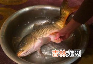 鱼扣是什么部位,鱼身上的鱼扣有什么作用
