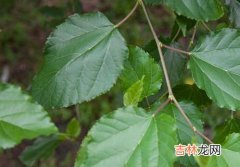 南京同仁堂玉米须桑叶茶是真的吗,南京同仁堂是真的吗？