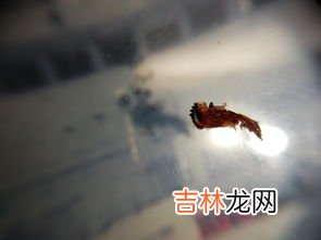 蜈蚣吃什么,蜈蚣爱吃什么食物？