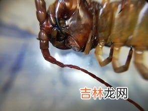 蜈蚣吃什么,蜈蚣爱吃什么食物？