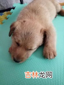 外面有狗了是什么梗,男生说他本来就是有狗的人了,什么意思？
