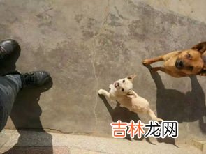 外面有狗了是什么梗,男生说他本来就是有狗的人了,什么意思？