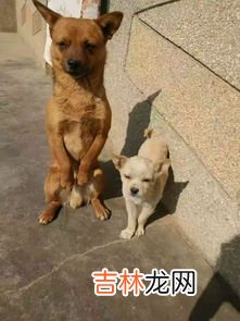 外面有狗了是什么梗,男生说他本来就是有狗的人了,什么意思？