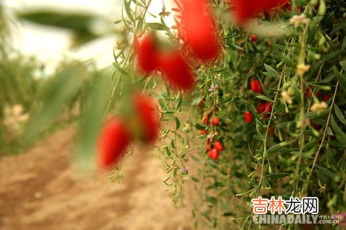 头茬枸杞和非头茬枸杞区别,如何辨别枸杞是不是头茬的