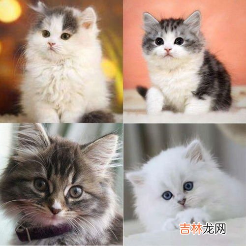 橘猫是宠物猫吗,橘猫和宠物猫哪个好