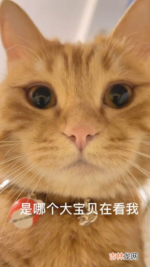 橘猫是宠物猫吗,橘猫和宠物猫哪个好