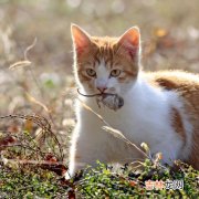 橘猫是宠物猫吗,橘猫和宠物猫哪个好