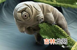 水熊虫多大,为何可以杀死人类几百次的辐射，却杀不死一只水熊虫？