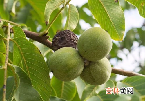 核桃是晾干还是晒干,核桃是烘干还是晒干好呢?