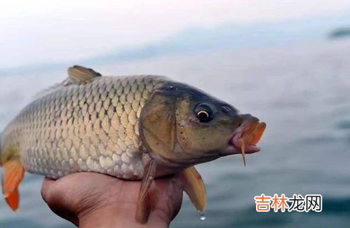 鲥鱼是淡水鱼还是海水鱼,鲥鱼属于海鲜吗？