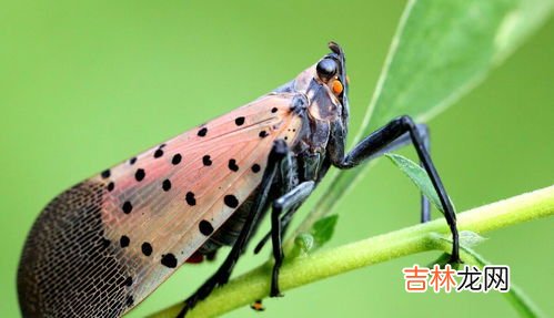 俗称花大姐的虫子叫什么名字,七星瓢虫叫什么?