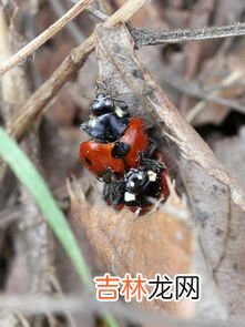 俗称花大姐的虫子叫什么名字,七星瓢虫叫什么?