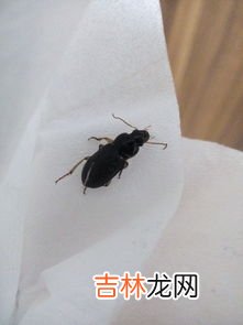 俗称花大姐的虫子叫什么名字,七星瓢虫叫什么?
